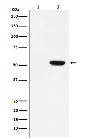 Phospho-MLKL (Ser358) Antibody in Western Blot (WB)
