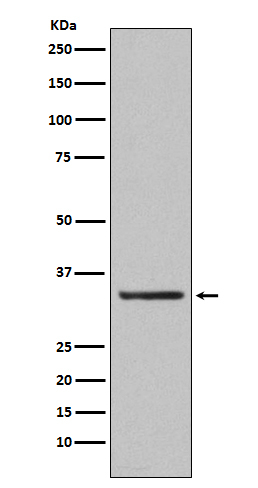 ORAI1 Antibody in Western Blot (WB)