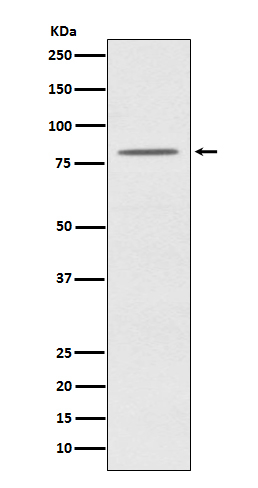 OPA1 Antibody in Western Blot (WB)