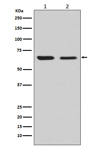 CRMP2 Antibody in Western Blot (WB)
