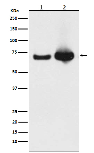 HSPA9 Antibody in Western Blot (WB)
