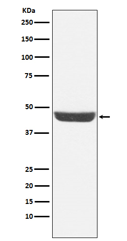 NDRG1 Antibody in Western Blot (WB)