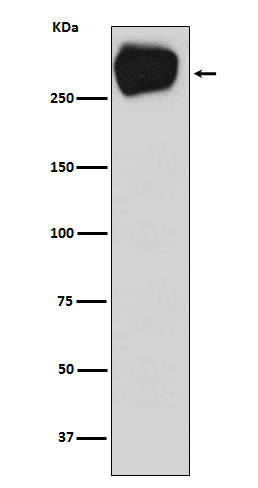 MRP1 Antibody in Western Blot (WB)