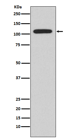 NFATC1 Antibody in Western Blot (WB)