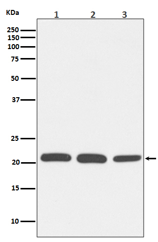 RAC1/RAC2/RAC3 Antibody in Western Blot (WB)