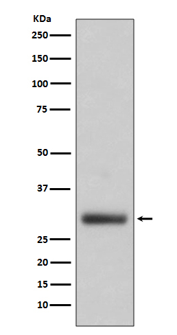 Neutrophil elastase Antibody in Western Blot (WB)
