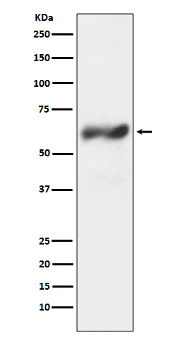 c-Fos Antibody in Western Blot (WB)