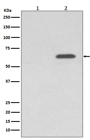 Phospho-AMPK alpha-2 (Ser345) Antibody in Western Blot (WB)