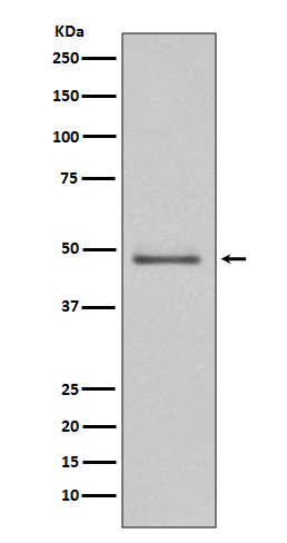 MEK5 Antibody in Western Blot (WB)