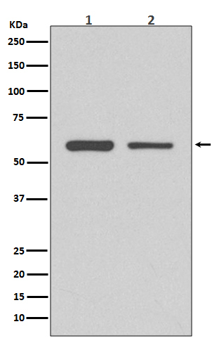 CDK8 Antibody in Western Blot (WB)