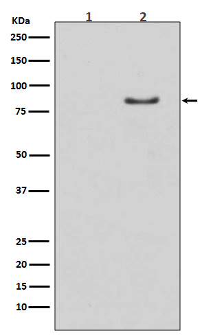 Phospho-HSL (Ser853) Antibody in Western Blot (WB)