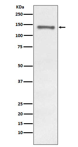 Raptor Antibody in Western Blot (WB)