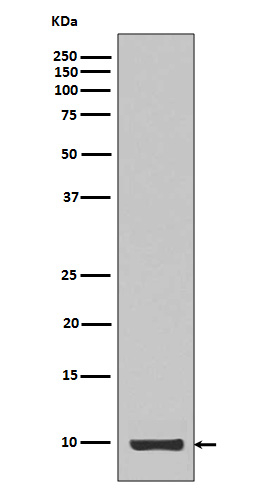 IGF1 Antibody in Western Blot (WB)