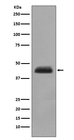 Cytokeratin 15 Antibody in Western Blot (WB)