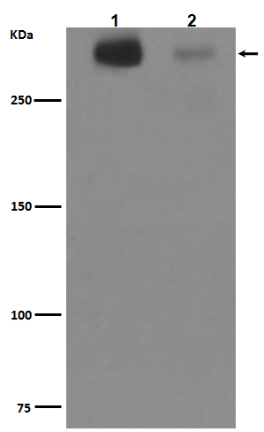 Tenascin C Antibody in Western Blot (WB)