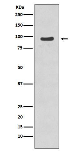 Phospho-NBS1 (Ser343) Antibody in Western Blot (WB)