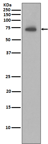 cIAP2 Antibody in Western Blot (WB)