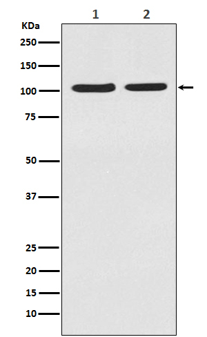 HIF-2 alpha Antibody in Western Blot (WB)