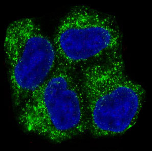 AMPK alpha-1 Antibody in Immunocytochemistry (ICC/IF)