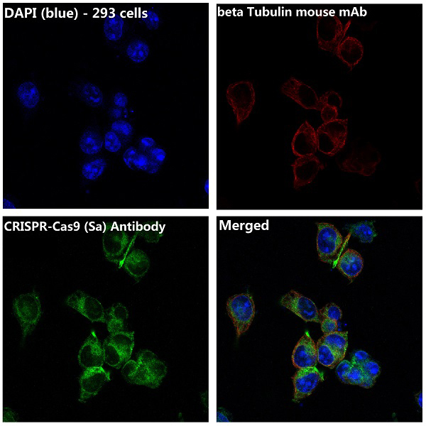 CRISPR-Cas9 Antibody in Immunocytochemistry (ICC/IF)