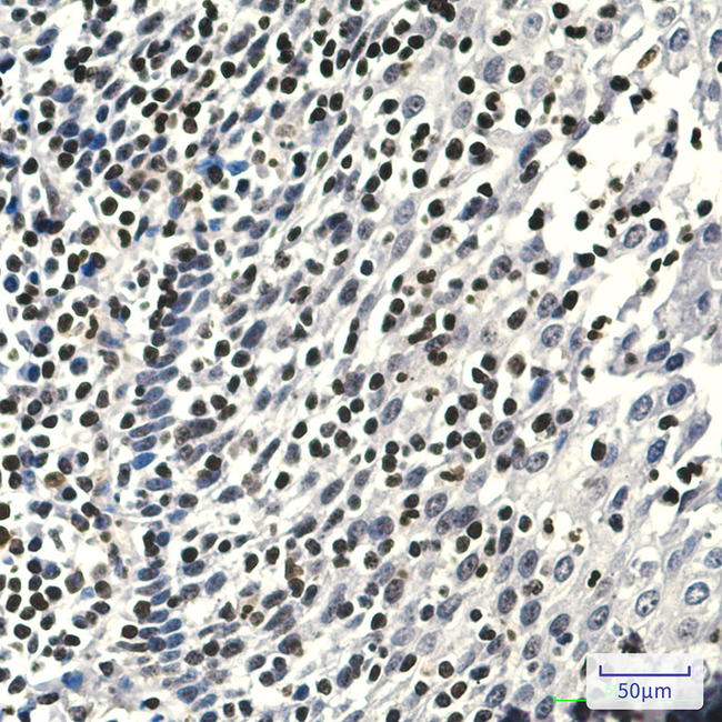 ALOX5 Antibody in Immunohistochemistry (Paraffin) (IHC (P))