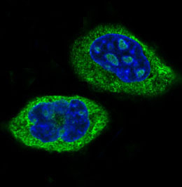 CLOCK Antibody in Immunocytochemistry (ICC/IF)