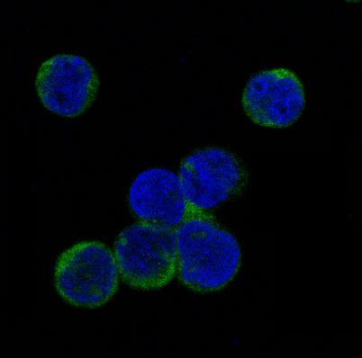 Phospho-JAK2 (Tyr1007, Tyr1008) Antibody in Immunocytochemistry (ICC/IF)
