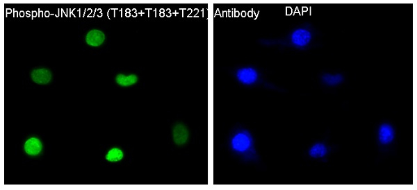 Phospho-JNK1/JNK2/JNK3 (Thr183) Antibody in Immunocytochemistry (ICC/IF)