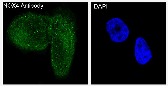 NOX4 Antibody in Immunocytochemistry (ICC/IF)