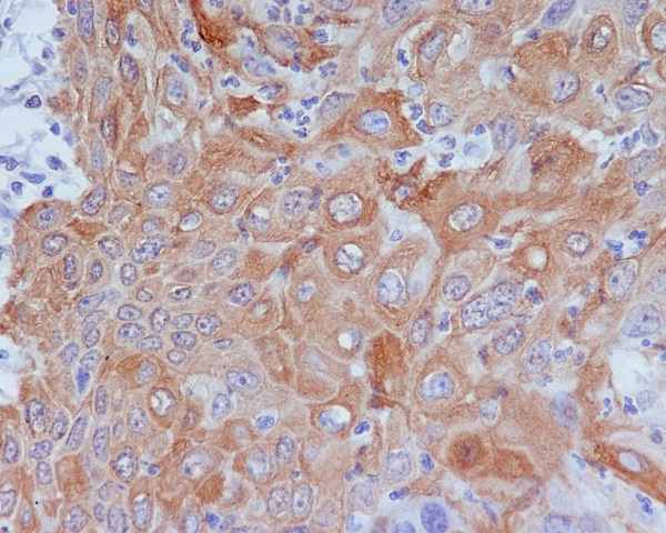 GM130 Antibody in Immunohistochemistry (Paraffin) (IHC (P))