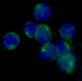 LOX Antibody in Immunocytochemistry (ICC/IF)