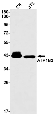 CD298 Antibody in Western Blot (WB)