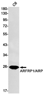 ARFRP1 Antibody in Western Blot (WB)