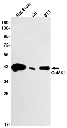 CaMKI Antibody in Western Blot (WB)