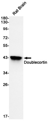 Doublecortin Antibody in Western Blot (WB)