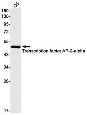 AP2 alpha Antibody in Western Blot (WB)