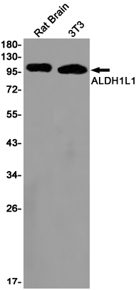ALDH1L1 Antibody in Western Blot (WB)