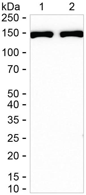 SynGAP Antibody in Western Blot (WB)