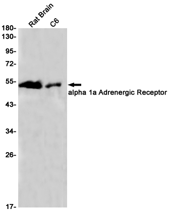 alpha-1a Adrenergic Receptor Antibody in Western Blot (WB)