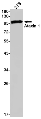 Ataxin 1 Antibody in Western Blot (WB)