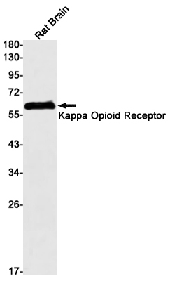 OPRK1 Antibody in Western Blot (WB)