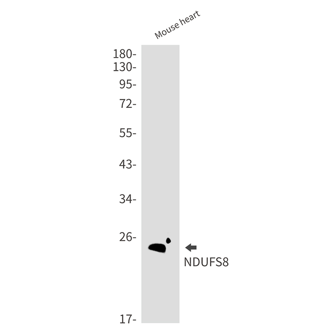 NDUFS8 Antibody in Western Blot (WB)