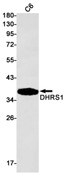 DHRS1 Antibody in Western Blot (WB)