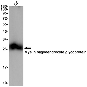 MOG Antibody in Western Blot (WB)