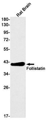 Follistatin Antibody in Western Blot (WB)
