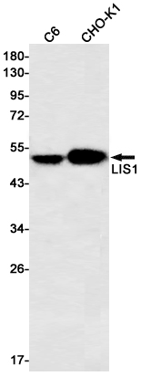 LIS1 Antibody in Western Blot (WB)