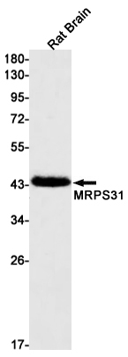 MRPS31 Antibody in Western Blot (WB)