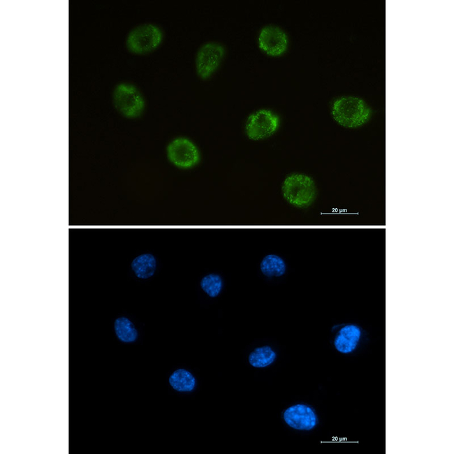 MOG Antibody in Immunocytochemistry (ICC/IF)