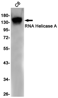 DHX9 Antibody in Western Blot (WB)