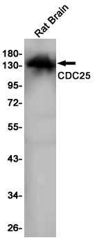 RASGRF1 Antibody in Western Blot (WB)